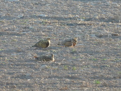 Pterocles alchata