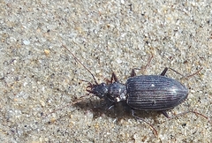 Platynini