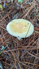 Amanita xylinivolva