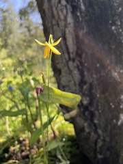 Echeandia flavescens