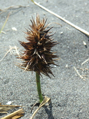 Carex macrocephala