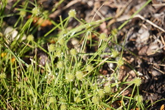 Cyperus brevifolioides