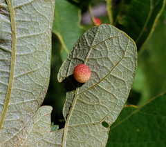 Acraspis quercushirta