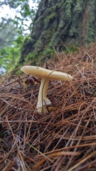 Amanita xylinivolva