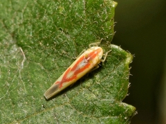 Zygina flammigera