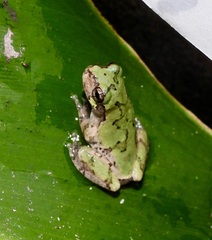 Hyla chrysoscelis