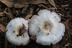 Agaricus californicus