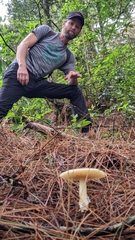 Amanita xylinivolva