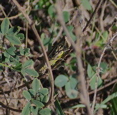 Euchorthippus declivus