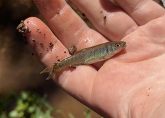 Cyprinella spiloptera