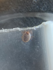 Amblyomma