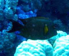 Ctenochaetus striatus