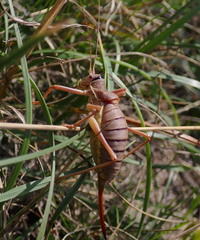 Ephippiger ephippiger