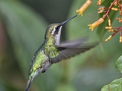 Short-Tailed Emerald photo 5