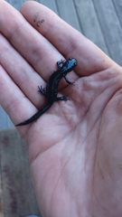Ambystoma laterale
