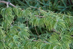 Pseudolarix amabilis