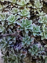 Saxifraga