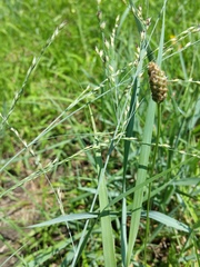 Panicum amarum amarulum