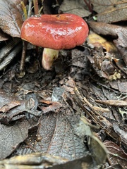 Russula