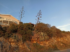 Agave americana
