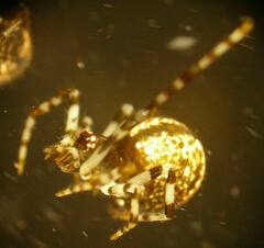 Cryptachaea blattea