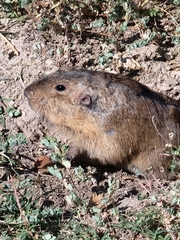 Geomys bursarius