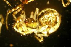 Cryptachaea blattea