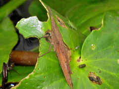 Atractomorpha acutipennis gerstaeckeri