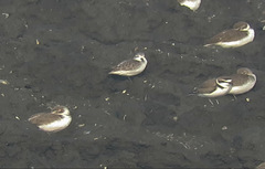 Calidris pygmaea