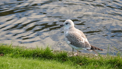 Larus canus