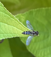Fazia micrura