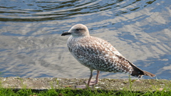 Larus argentatus