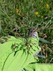 Panicum amarum amarulum
