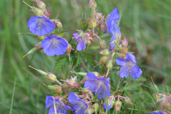 Geranium pratense