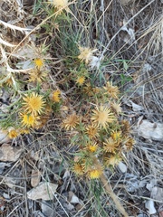 Carlina corymbosa