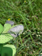 Panicum amarum amarulum