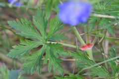 Geranium pratense