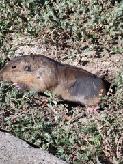 Geomys bursarius