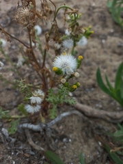 Senecio vulgaris