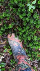 Atrichum undulatum