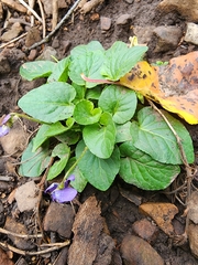Viola adunca