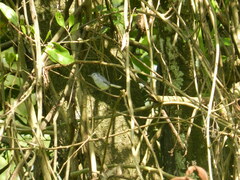 Polioptila bilineata