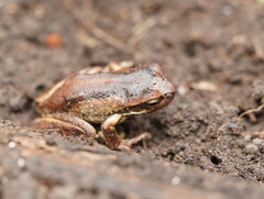 Litoria ewingii