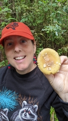 Amanita xylinivolva