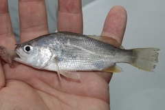 Bairdiella chrysoura