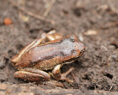 Litoria ewingii