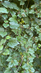 Ampelopsis glandulosa