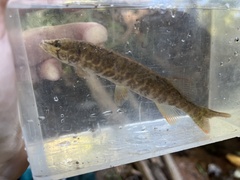 Esox americanus