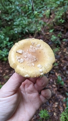 Amanita xylinivolva