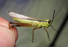 Mecostethus parapleurus